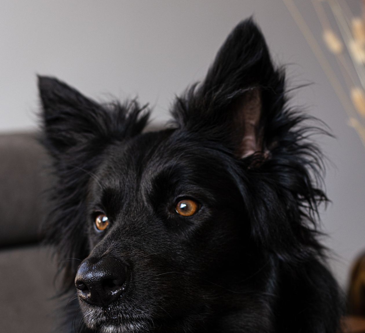 Original photo of a black dog